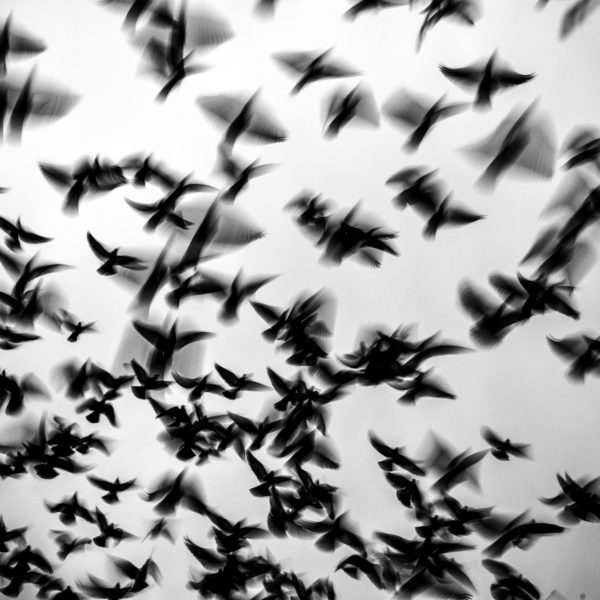 DSC_9207 copiacopia